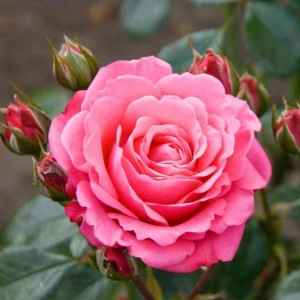 Pembe Gül Fidesi 15-25 cm