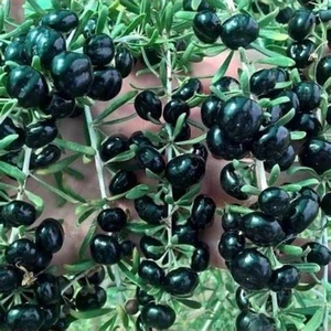 3 Adet Goji Berry Fidanı Kırmızı Sarı Siyah Meyve Karışık.tüplü Aşılı...