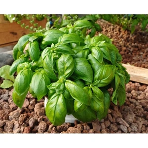 Taze Italyan Fesleğeni Yaprakları - 125 Gram