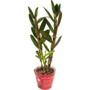 Çiçeksiz Dendrobium Bambu Orkide Fidesi