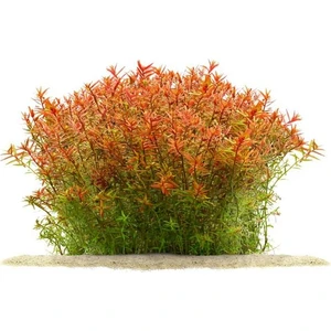 Rotala Rotundifolia 'orange Juice' Saksı Canlı Bitki