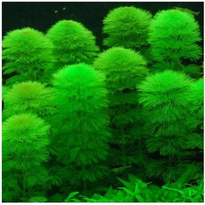 Limnophila Aquatica Bağ 5-6 Kök Canlı Bitki
