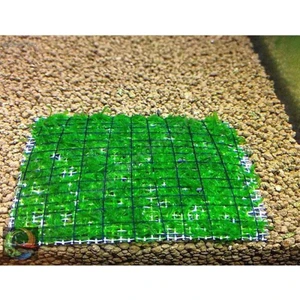 Java Moss Tele Sarılı 5X5CM Yeni Sarım Canlı Bitki