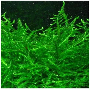 Vesicularia Dubyana Java Moss 10X10CM Canlı Bitki