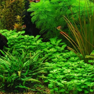 Lobelia Cardinalis Saksı Canlı Bitki