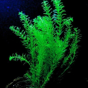 Elodea Species 5 Kök - Eledoa Canlı Bitki