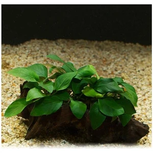 Anubias Barteri Var 5-6 Yapraklı Kök Canlı Bitki