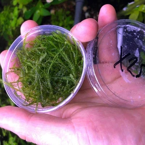 Spiky Moss Kutu Canlı Bitki