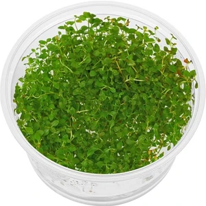 Ludwigia Mini Super Red In Vitro Canlı Bitki