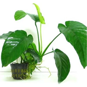 Anubias Barteri 5-6 Yapraklı Kök Canlı Bitki