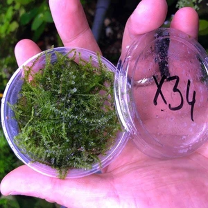 Erect Moss Kutu Canlı Bitki