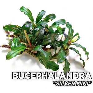 Bucephalandra Silver Mini Saksı Canlı Bitki