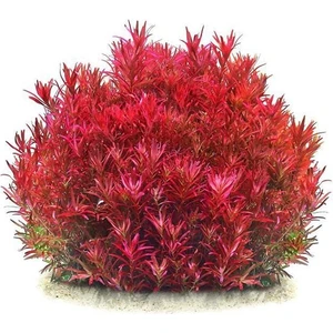Rotala Blood Red In Vitro Canlı Bitki