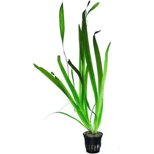 Vallisneria Gigantea Dev Saz Saksı Canlı Bitki