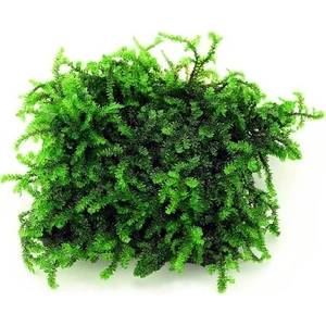 Pancuraji Moss Cup Canlı Bitki