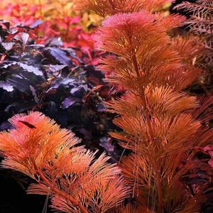 Cabomba Purple Saksı Canlı Bitki