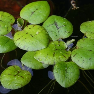 Limnobium Laevigatum In Vitro Su Üstü Canlı Bitki