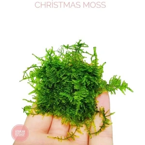 Christmas Moss Cup Canlı Bitki