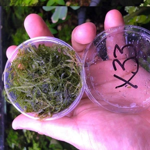 Christmass Moss Kutu Canlı Bitki