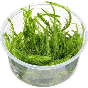 Mayaca Fluviatilis In Vitro Canlı Bitki