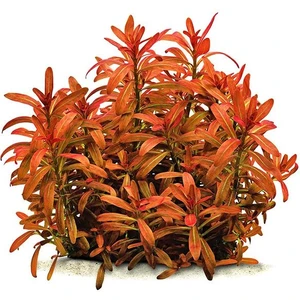 Rotala Ramosoir Sunset In Vitro Canlı Bitki