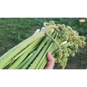 Işkın 1 kg