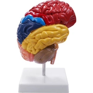 Beyin Anatomik Modeli Anatomi 1:1 Yarım Beyin Beyin Sapı Öğretim Laboratuvarı Malzemeleri (Yurt Dışından)