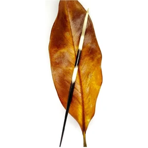 Kirpi Dikeni-kirpi Oku- Büyük Boy (21-26 CM)-rölyef Sanatına Uygun