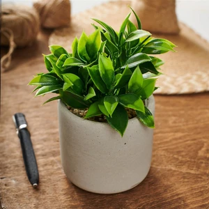 Beton Saksıda Doğal Görünümlü Bitki