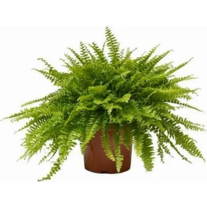 Aşk Merdiveni (Nephrolepis) Bitkisi 10-20 cm