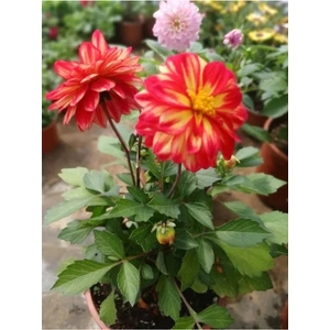 Dahlia Variabilis – Sarı-Kırmızı İthal Dalya, Hediyelik ve Özel Gün Dekoru