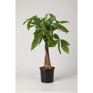 Pachira Aquatica 40-60 Cm. Örgülü Gövdeli Para Ağacı Çiçeği