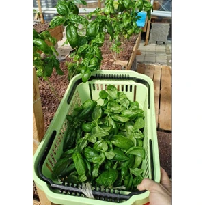 Nihsar Akuaponik Tarım Taze İtalyan Fesleğeni Yaprakları -1kg