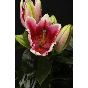 Ithal  Pembe Lilyum Çiçeği Saksıda