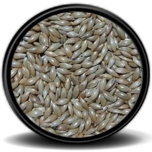 Sade Kanarya Yemi (Aspur) 1kg