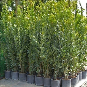 Tüplü 25-30 cm Defne Ağacı Laurus Nobilis Fidanı