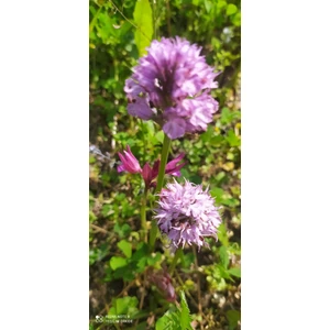 Salep Yumrusu 20 Adet Gıda Amaçlı