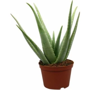 Aloe Vera Bitkisi 25-30 cm