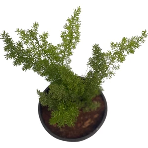 Tilki Kuyruğu/asparagus Densiflorus