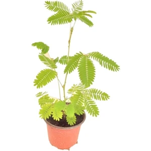 Küstüm Çiçeği, Mimosa Pudica 10-20 cm