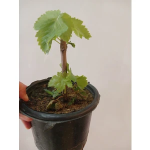 Çekirdeksiz Beyaz Üzüm Fidesi (Yaprakları Sarmalık) 10 Cm.