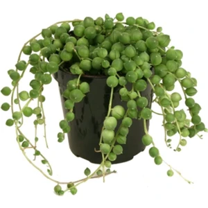 Tesbih(Boncuk) Çiçeği Sukulent