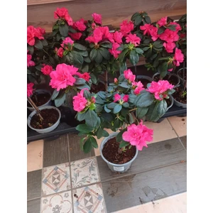 Açelya Çiçeği Azalea Parlak Pembe