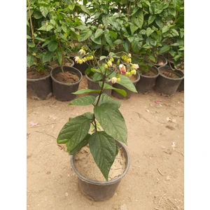 Kızılay/kanayan Kalpler 30-40CM 1ADET Saksılı