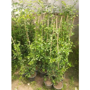Limon Kokulu Yasemin 60-80CM 1 Adet