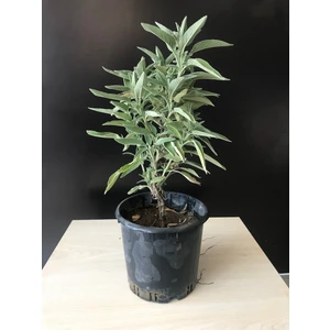 Adaçayı Fidanı Fidesi Saksılı 20-25 cm