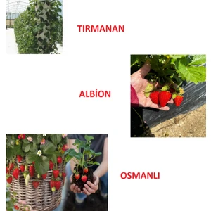 5 Adet Tırmanan Çilek 5 Adet Osmanlı Çilek 5 Adet Albion Yediveren Çilek Fidanı