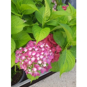 Ortanca Çiçeği Bitkisi Pembe-Mor 2 Adet 30-40CM