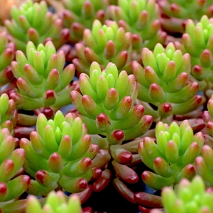TNC Garden Groups Sedum Rubrotinctum – Jelibon Sukulent  45 Adet