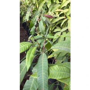 Yabani Mango Fidan 3 & 4 Yaşında Meyve Verir